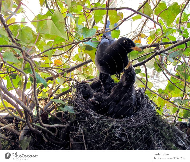 Blackbird-cock-on-blackbird-chicks-hungry-bird-nest-IMG_2096 Animal Wild animal Bird blackbird baby bird feeding Eating Flying Feeding Authentic Exceptional