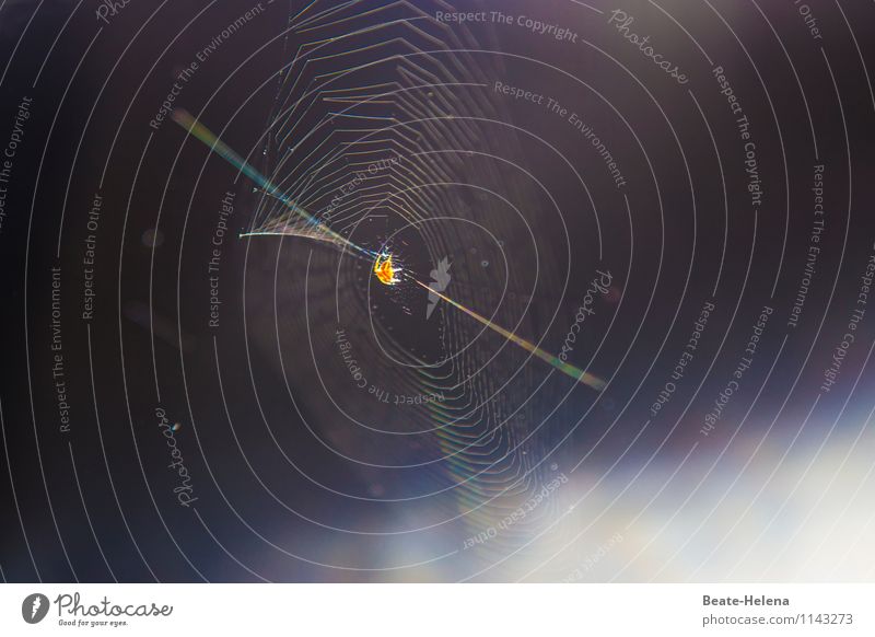 Active Networking Sunlight Summer Spider Communicate To swing Wait Round Attachment Spider's web Connection Dazzling String Spin Meet Capture Crawl Spider legs