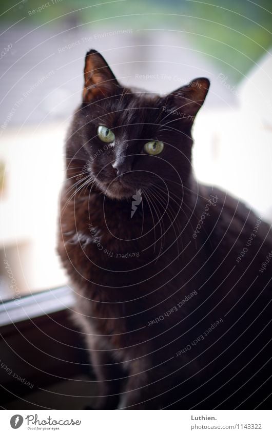 window cat Elegant Well-being Contentment Relaxation Calm Meditation Living or residing Black-haired Short-haired Animal Pet Cat 1 Observe To enjoy Esthetic