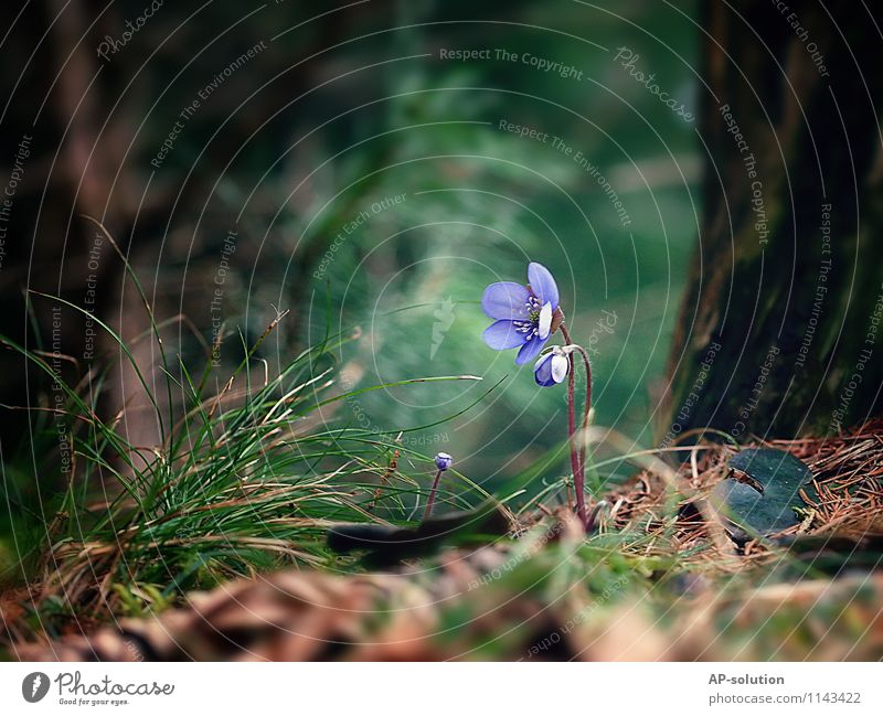 liverwort Nature Plant Earth Spring Flower Grass Moss Blossom Forest Blossoming Fragrance Discover Growth Fresh Positive Brown Green Violet Turquoise Pure