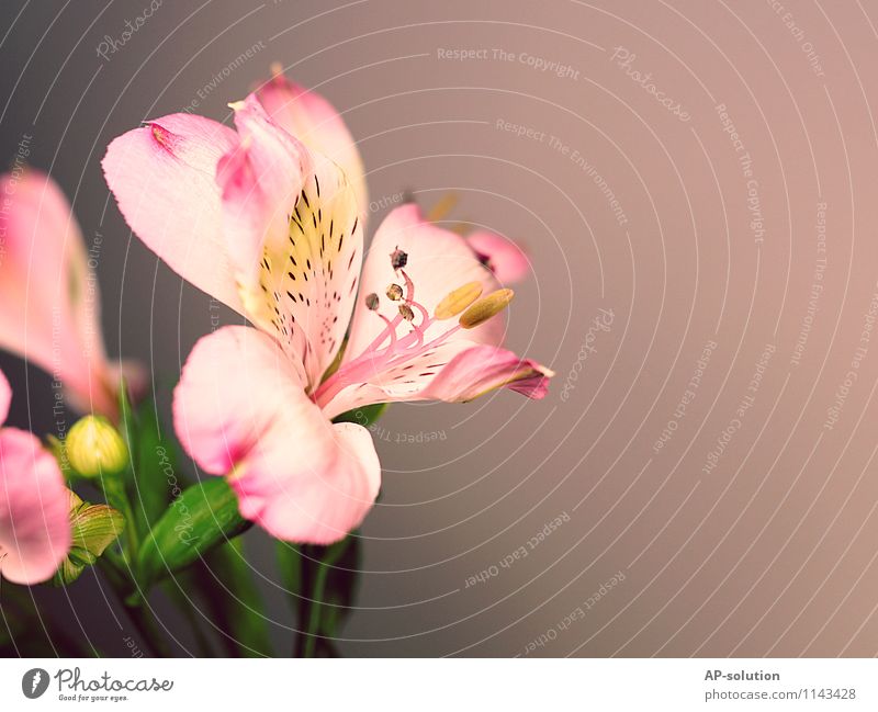 lily Plant Spring Flower Esthetic Fragrance Exotic Kitsch Beautiful Feminine Gray Pink White Love Romance Lily Lily plants Lily blossom Colour photo