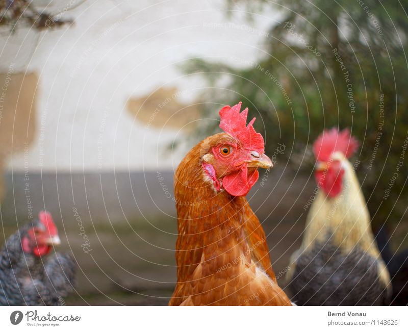 cack Animal Pet Farm animal Barn fowl Brown Gray Green Red Wall (building) Agriculture Egg Rooster Crest Beak 3 Feather Poultry Cluck Colour photo Exterior shot