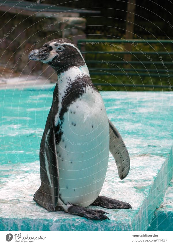 Penguin *1 Tails Black White Cold Winter Zoo Animal Ice Water advance ambient artic guard bill biology class doubt doubtful eye foragevforward gelid