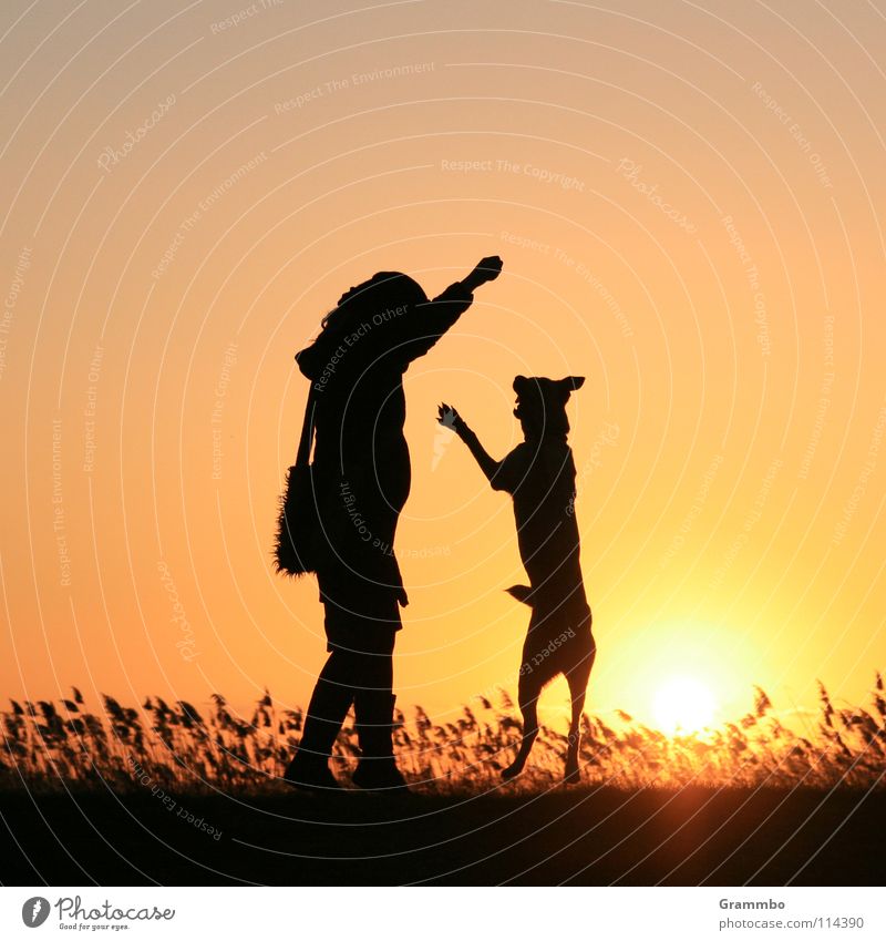 I'm as big as you are! Dog Woman Sunset Evening sun Back-light Silhouette Joy frende Lilly