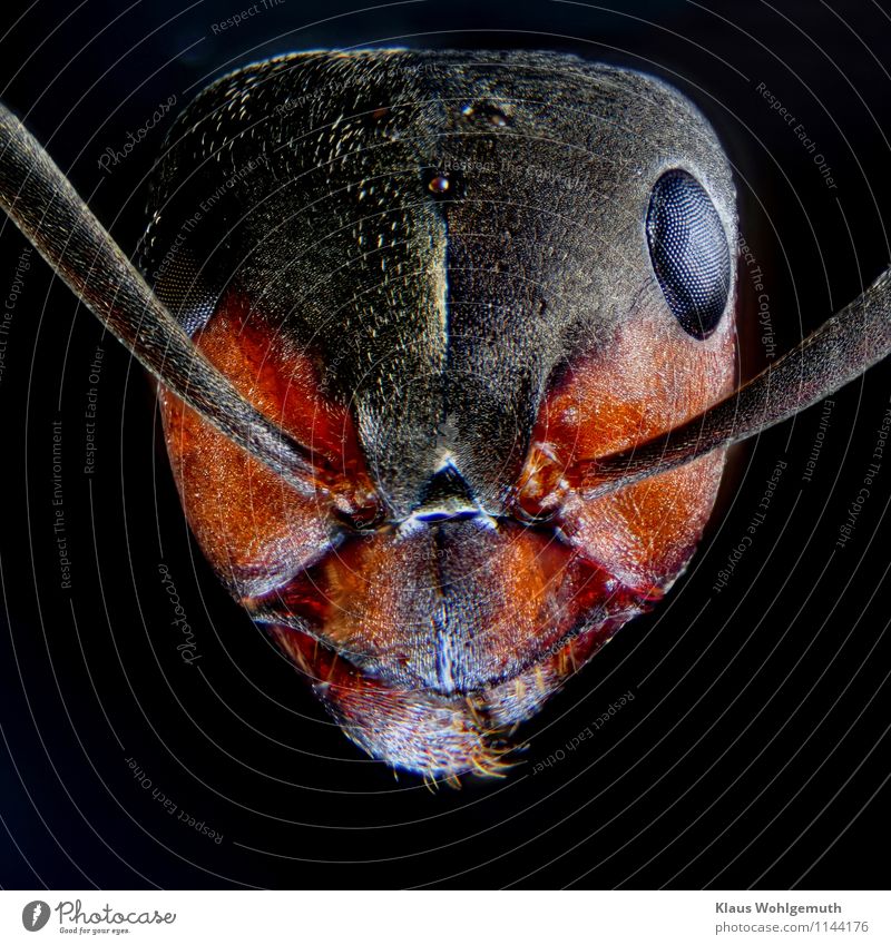 Under my feet 2 Environment Nature Animal Animal face emcee Red wood ant Ant 1 Blue Brown Orange Black Compound eye Insect imago mandibles Colour photo Close-up