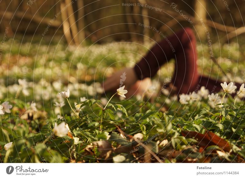 relaxation Human being Feminine Girl Young woman Youth (Young adults) Infancy Arm 1 Environment Nature Plant Spring Beautiful weather Flower Blossom Forest