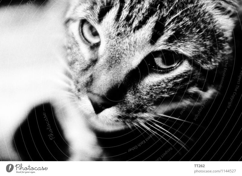 Katzenjammer I Animal Pet Wild animal Cat 1 Looking Black & white photo