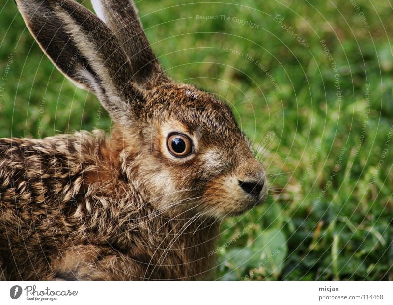 poop Hare & Rabbit & Bunny Animal Snout Cute Wild animal Pelt Herbivore Fear Watchfulness Motionless Grass Green Brown Looking Easter Living thing Mammal