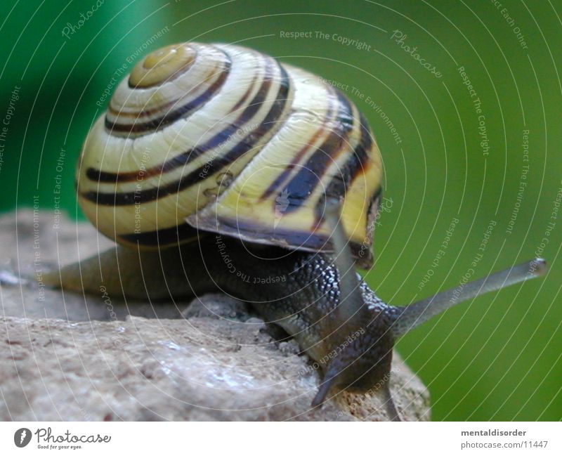Escape? Mucus Feeler House (Residential Structure) Snail Stone