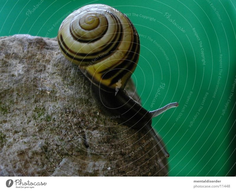 now it's downhill Mucus Feeler House (Residential Structure) Snail Stone