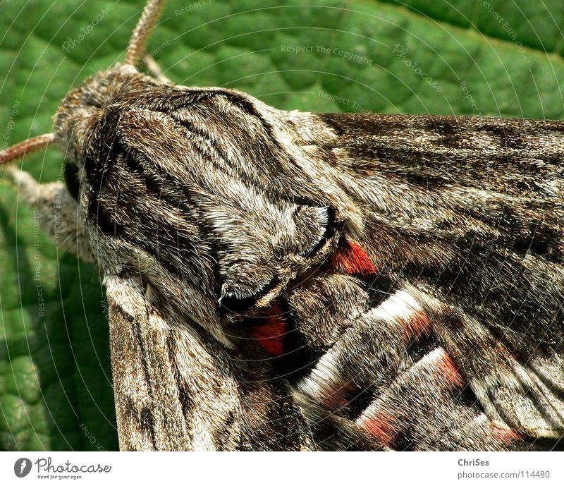 Winch Hawk_03 (Agrius convolvuli) Morning glory sphinx moth Butterfly Pelt Insect Animal Summer Gray Brown Red Feeler Hiking Moth Camouflage colour