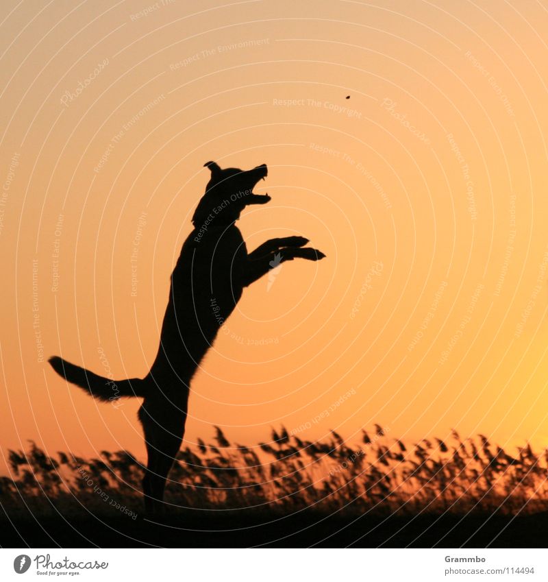 The ballistic curve Dog Sunset Evening Twilight Evening sun Silhouette Back-light Dike Usedom Mammal Dusk backwater Lilly