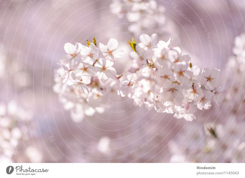candy Environment Nature Plant Spring Beautiful weather Tree Leaf Blossom Cherry blossom Blossoming Hang Growth Esthetic Elegant Soft Green Pink White Happy