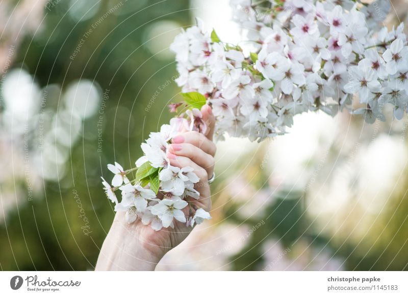 tangible spring Feminine Hand Nature Plant Tree Flower Blossom Blossoming Beautiful Spring fever Cherry blossom Apple tree Colour photo Exterior shot Close-up