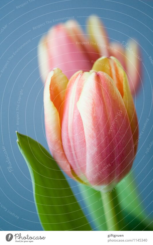 finally! Environment Nature Plant Spring Flower Tulip Blossoming Blossom leave Leaf Spring flower Spring fever Red Yellow Green Colour photo Close-up Detail