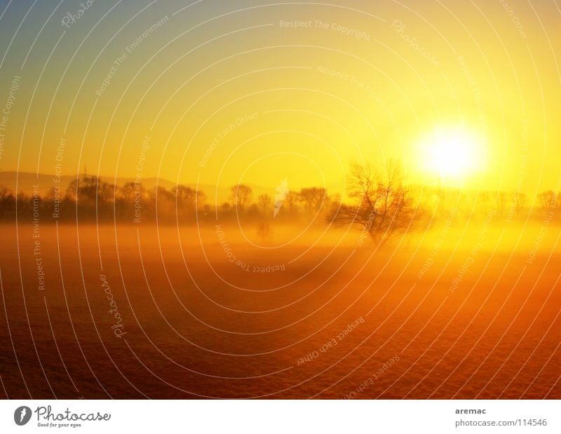 light Sunrise Fog Tree Meadow Viernheim Celestial bodies and the universe Landscape Germany