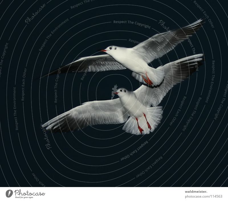 synchronous flight Seagull Black-headed gull  Night Night shot Dark Bird Ocean Beach Sky Aviation Flying Wing Feather