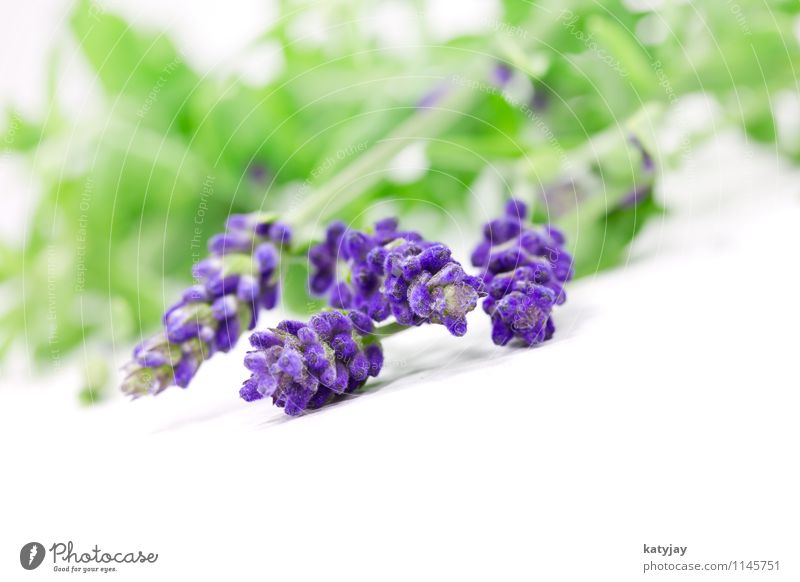 lavender Lavender Flower Bouquet Herbs and spices Bundle Relaxation Lilac Isolated (Position) Seasons Violet Nature Perfume Plant Summer Close-up Near