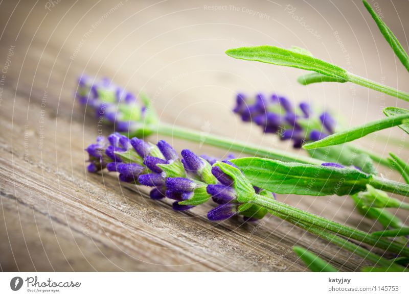 lavender Lavender Flower Bouquet Herbs and spices Bundle Blossom Lilac Seasons Violet Nature Plant Summer Close-up Near Blossoming Aromatic Relaxation Massage