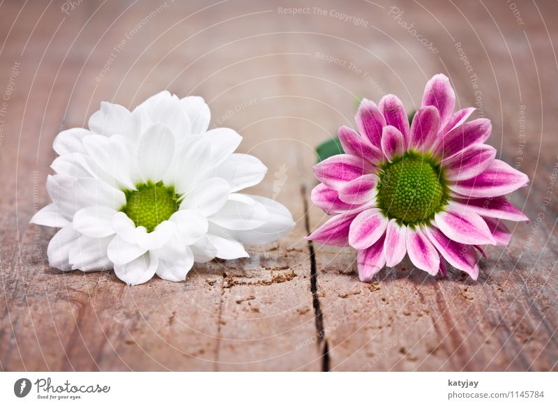 pink flowers Flower Mother's Day Congratulations Gift Wife Honor Birthday Valentine's Day Joy Red Card Love Pink Credit Decoration Donate Public Holiday Blossom