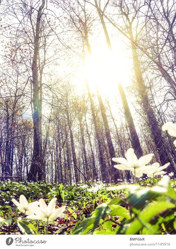 Spring awakening in the forest Environment Nature Landscape Plant Sunrise Sunset Sunlight Beautiful weather Tree Flower Grass Leaf Blossom Foliage plant
