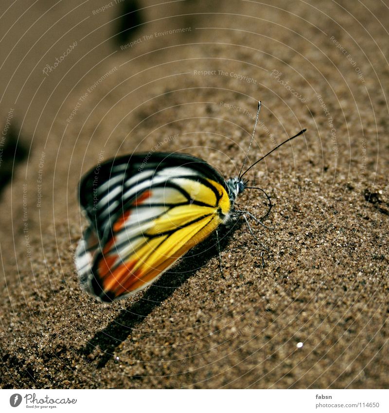 SMASHY Multicoloured Shadow Relaxation Summer Beach Nature Animal Sand Desert Butterfly Wing To enjoy Yellow Red Feeler Asia wings Orange intact world