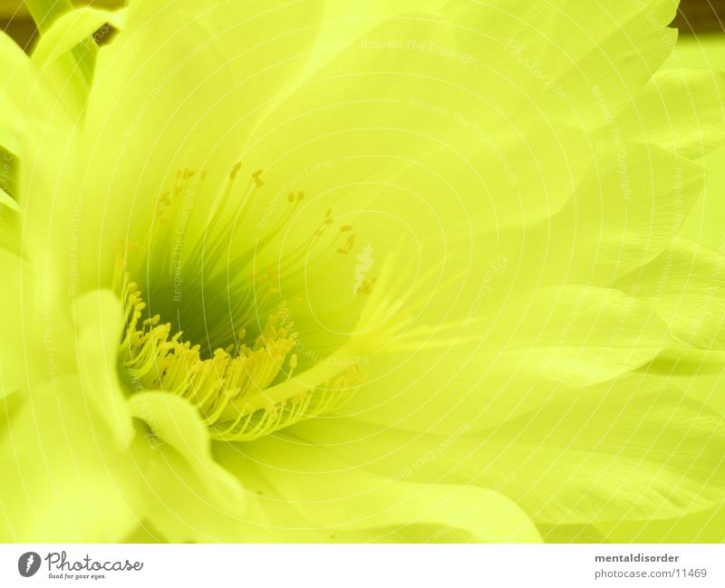 Cactus flower *6 Yellow Leaf Pollen
