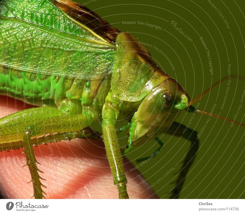 Green hay horse 02 (Tettigonia viridissima) Great green bushcricket Long-horned grasshopper Locust House cricket Feeler Summer Insect Animal Hop Jump