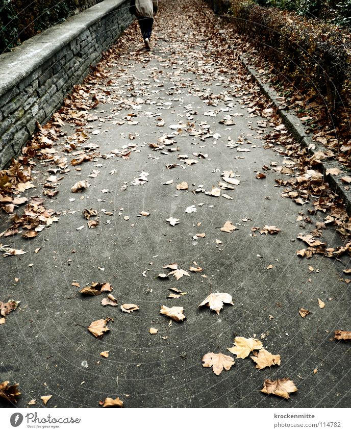 autumn cycle Autumn Leaf Seasons Pedestrian Hedge Wall (barrier) Stone wall Going Grief Loneliness Lanes & trails To go for a walk Sadness