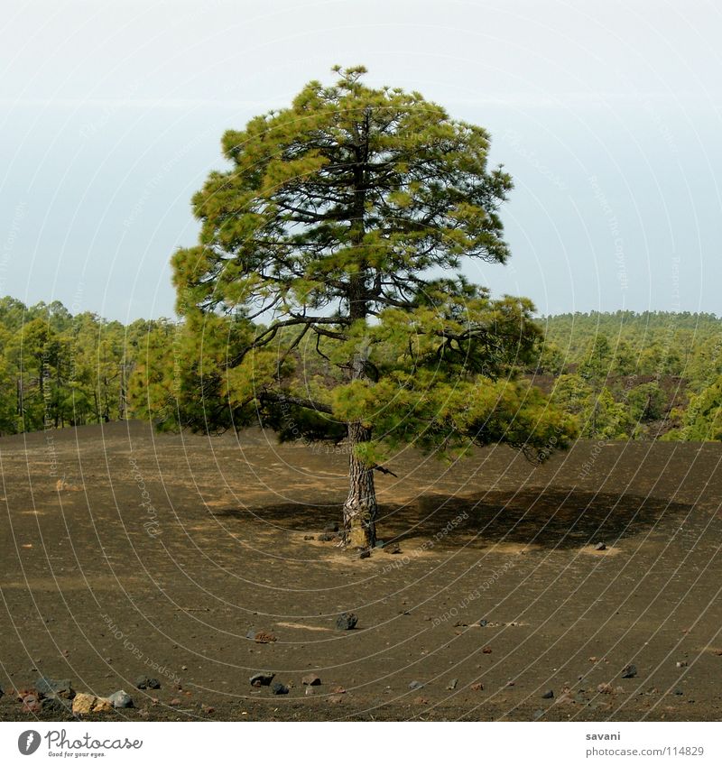 Tree in a barren volcanic landscape Mountain Hiking Nature Landscape Forest Volcano Stone Wood Gloomy Dry Brown Green Loneliness Tenerife Lava Teide Sparse