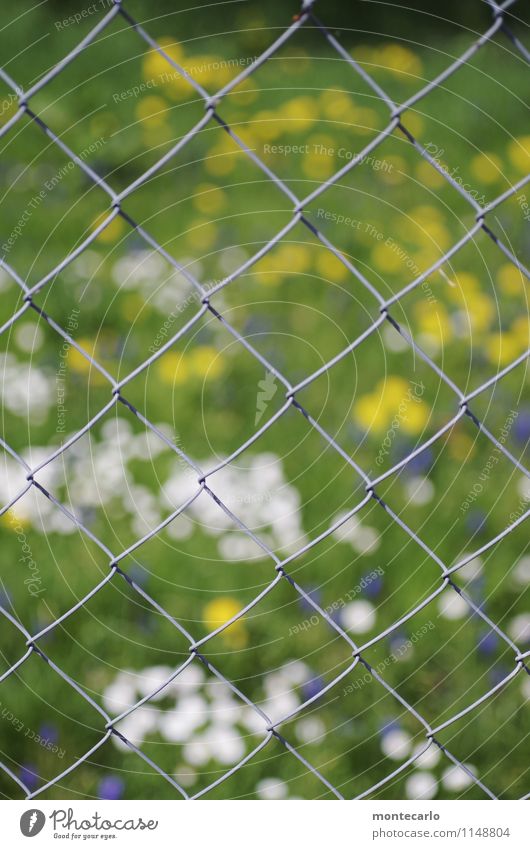 just looking... Environment Nature Plant Sunlight Spring Grass Foliage plant Wild plant Flower meadow Meadow Fence Wire netting fence Metal Thin Authentic