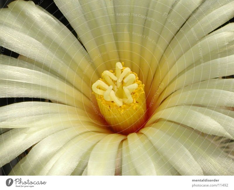 very close *1 Blossom Yellow White Cactus Pollen