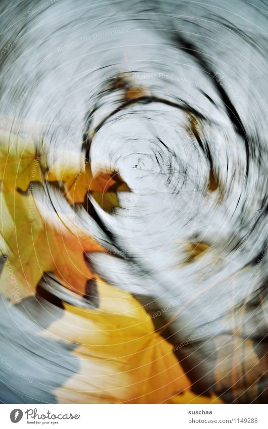 intermezzo Leaf Autumn Seasons Branch Sky Gale Wind Weather Rotation Rotate Suction Whirlpool Motion blur