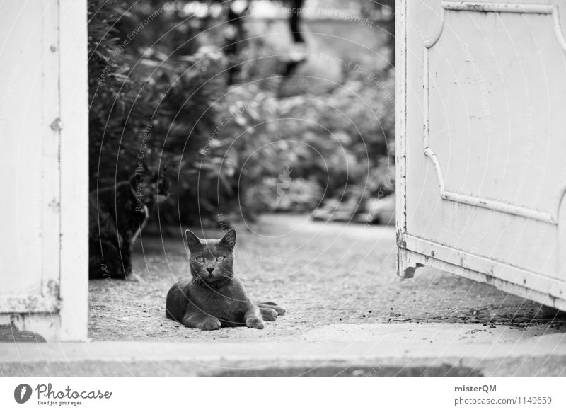 Black Cat. Art Esthetic Contentment Cat eyes Cat's paw Cat's ears Cat lover Lie Pet Gate Highway ramp (entrance) Black & white photo Exterior shot Detail