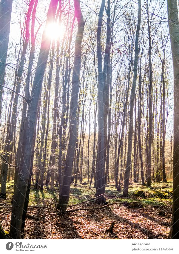 spring sun Nature Landscape Sunlight Spring Bad weather Forest Contentment Beautiful Attentive Calm Mecklenburg-Western Pomerania Back-light Beech wood