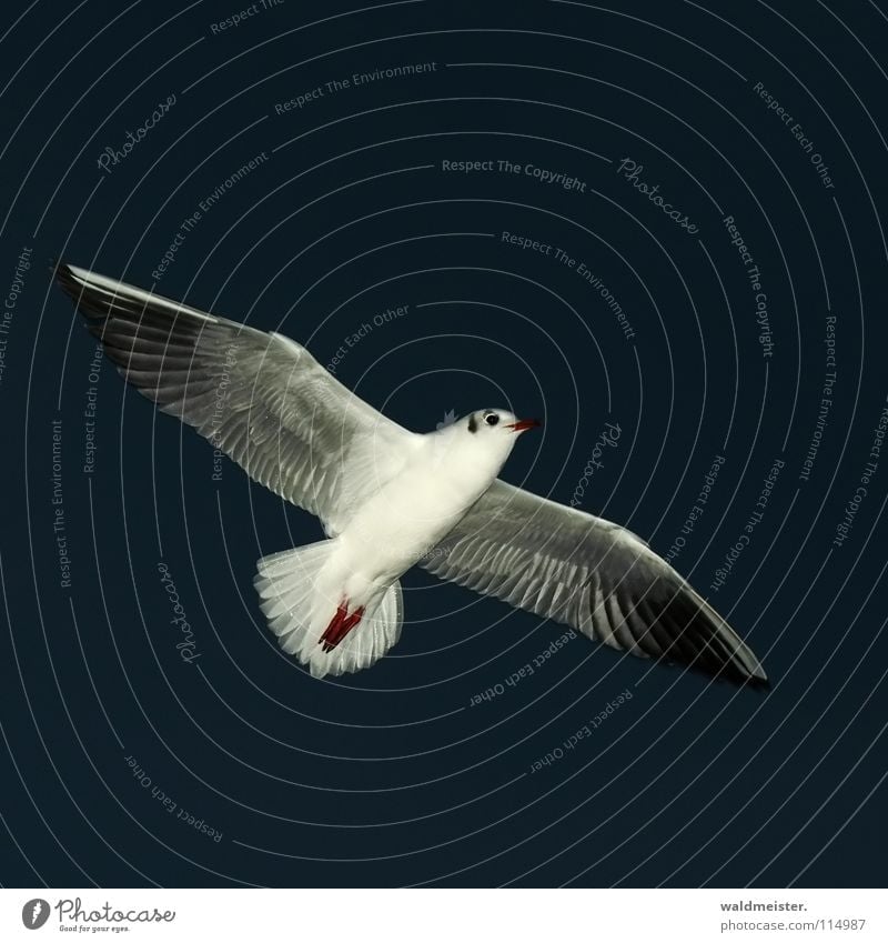 night gull Seagull Black-headed gull  Night Night shot Dark Bird Ocean Beach Sky Aviation Flying Wing Feather