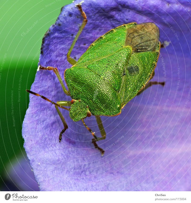 The Green Stink Bug (Palomena prasina) Green shieldbug Shield bug Insect Animal Leaf Northern Forest Macro (Extreme close-up) Close-up Summer palomena prasina