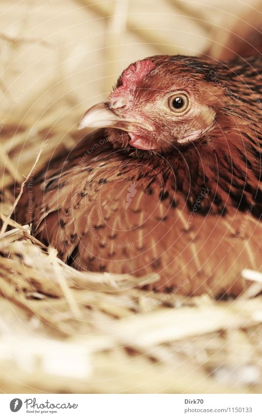Silent breeder Food Egg Nutrition Organic produce Agriculture Forestry Intensive stock rearing Poultry farm Species-appropriate Free-range rearing Nature Straw