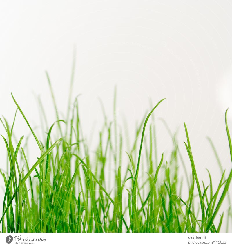 clean gras the third - space is luxury! Grass Blade of grass Knoll Grass green Tuft of grass Photosynthesis Bright background Copy Space top Close-up Organic