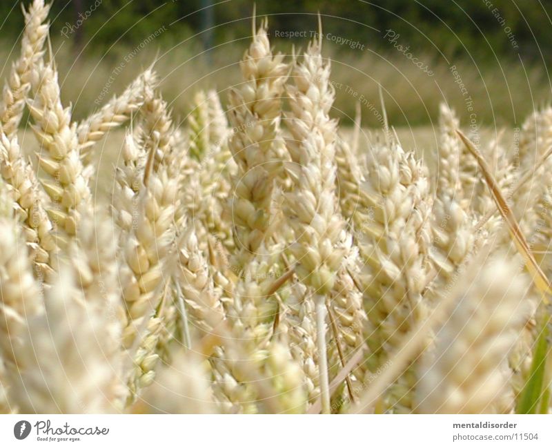 a bed in the cornfield Field Ear of corn Flour Agriculture Grain Harvest