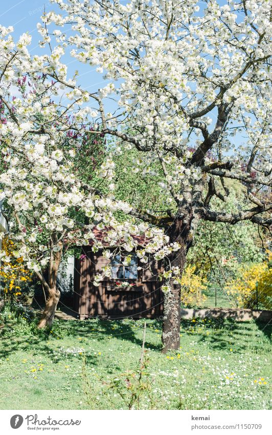 Blossom! Nature Plant Cloudless sky Sunlight Spring Beautiful weather Warmth Tree Agricultural crop Fruit trees Garden Meadow Hut garden shed Gardenhouse