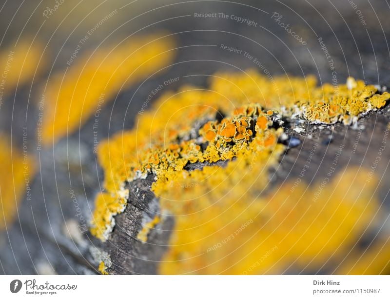 lichen world Environment Nature Plant Earth Forest Brown Yellow Wild plant Mushroom Lichen Growth Whimsical Bizarre Orange Tree bark Small Diminutive Symbiosis