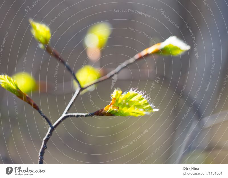 Carpinus betulus II Environment Nature Plant Tree Leaf Wild plant Park Forest Brown Green Emotions Joie de vivre (Vitality) Spring fever Beautiful Life