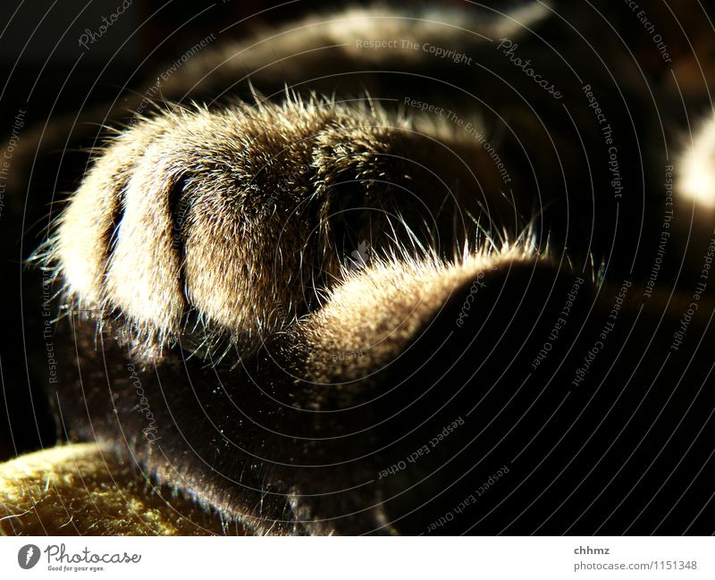 cat paws Cat 1 Animal Lie Sleep Serene Calm Hair Delicate Claw Close-up Fuzz Shadow play Colour photo Subdued colour