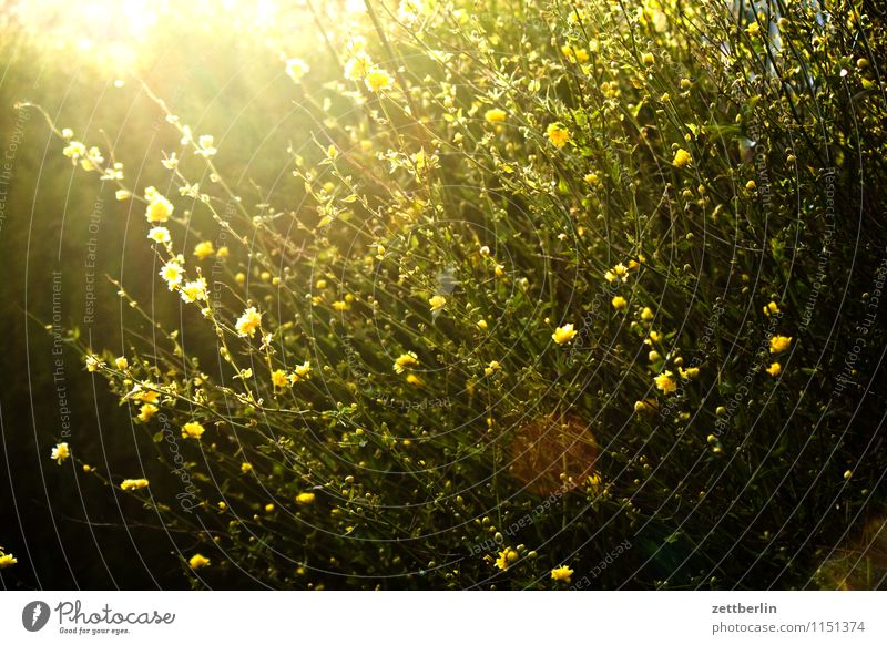 ranunculus Garden Garden plot Garden allotments Bushes Plant Tendril Buttercup Blossom Blossoming Flower Sun Dazzle Back-light Sunbeam Crowfoot plants Bright