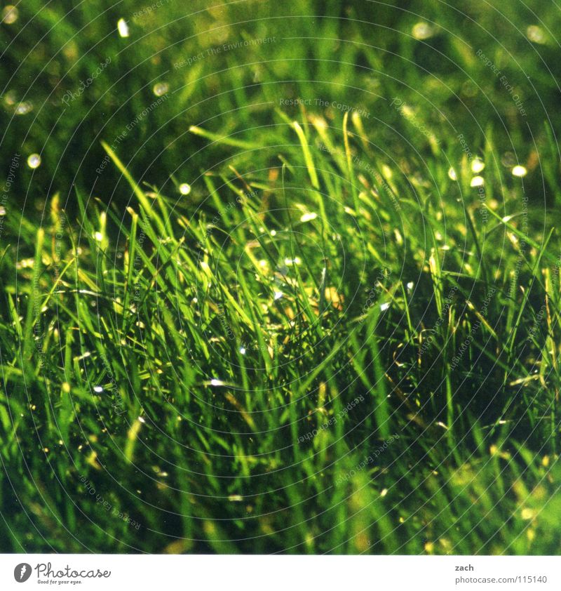 weedy Grass Stagger Green Movement Air Back draft Gust of wind Blade of grass Stalk Hissing Field Agriculture Meadow Drops of water Alpine pasture Wind squall