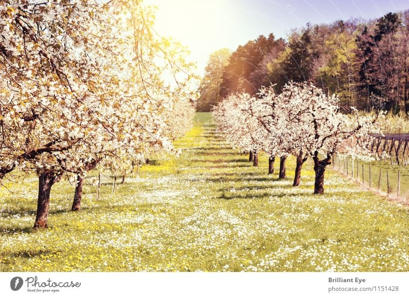 Fruit trees shine in a white spring dress Environment Nature Landscape Plant Sun Beautiful weather Warmth Tree Grass Agricultural crop Park Meadow Emotions