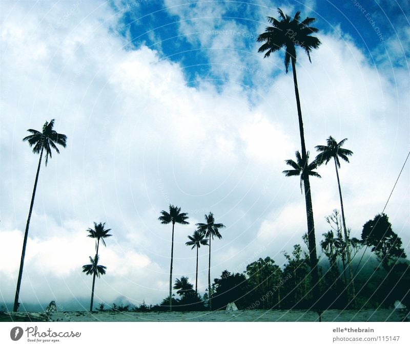 palm Vacation & Travel Beach Palm tree Colombia Summer Blue sky Freedom Weather