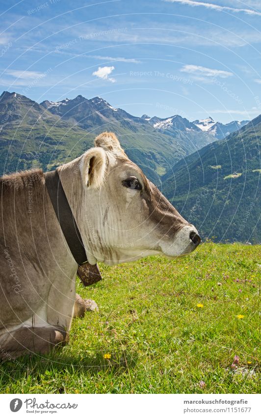 Alps cow Landscape Clouds Summer Beautiful weather Mountain Peak Snowcapped peak Glacier Animal Farm animal Cow Pelt 1 Relaxation To enjoy Lie Blue Brown