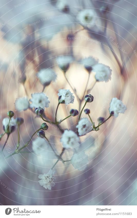 all the best Nature Growth Blossom Bouquet White Romance Birthday Bud Garden Shallow depth of field Frame Plant Flower Superimposed Baby's-breath Colour photo